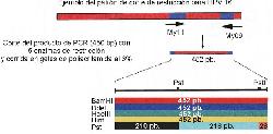 HPV o VPH HPV - tratamiento del hpv (VPH)