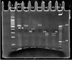 Test de ADN HPV hombres VPH HPV - tratamiento del hpv (VPH)