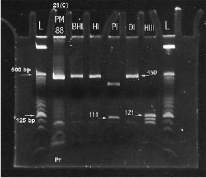 HPV TEST VPH HPV - tratamiento del hpv (VPH)